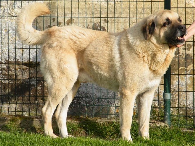 Star of Isis - EKAN, père des chiots d'IPY