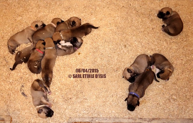 Star of Isis - Chiots bergers d'Anatolie 1 semaine