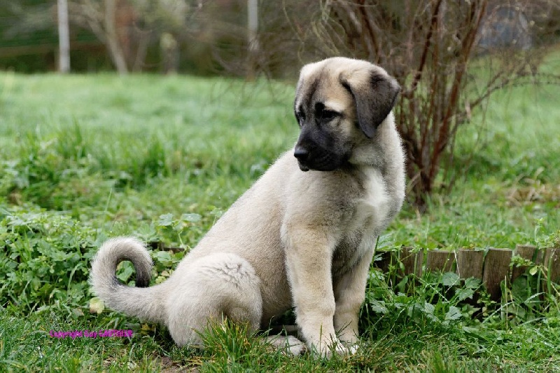 CH. Hathor kangal (Sans Affixe)