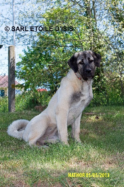 CH. Hathor kangal (Sans Affixe)