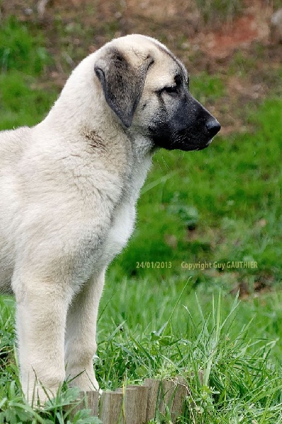 CH. Hathor kangal (Sans Affixe)