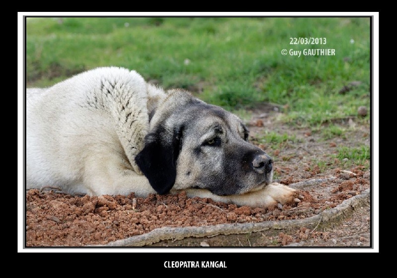 CH. Cleopatra kangal (Sans Affixe)