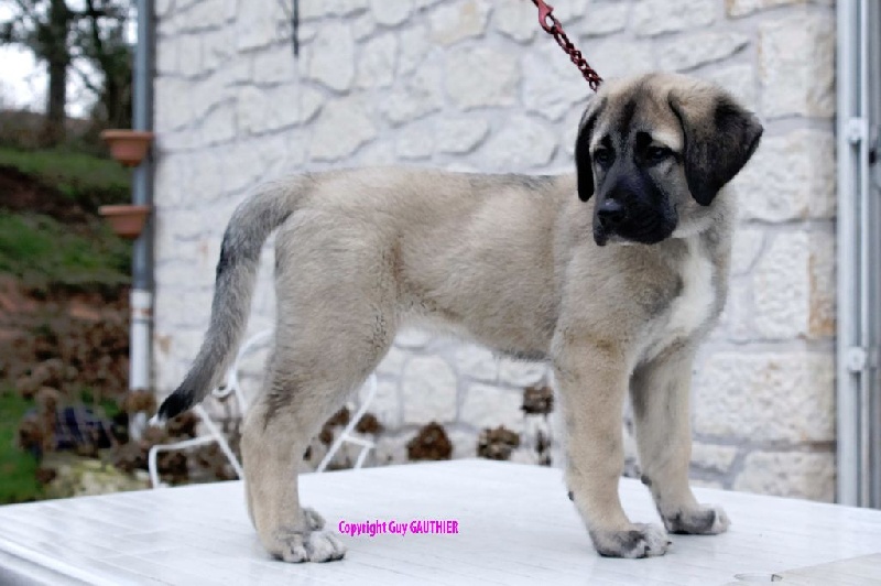 CH. Hathor kangal (Sans Affixe)