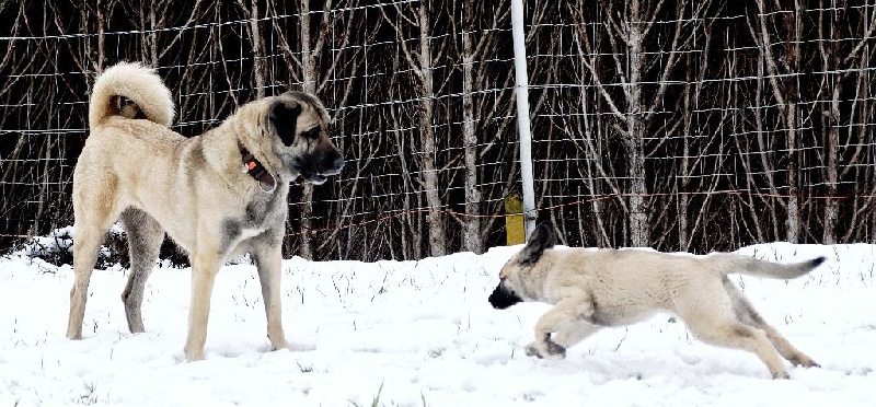 CH. Hathor kangal (Sans Affixe)