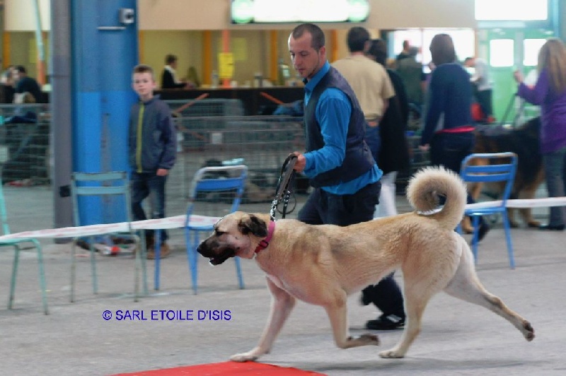 CH. Hathor kangal (Sans Affixe)