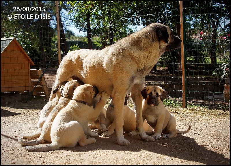 Star of Isis - Berger Kangal - Portée née le 30/06/2015