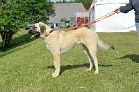 STAR-OF-ISIS IKKE KANGAL