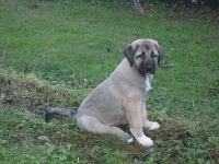 STAR-OF-ISIS IZIA KANGAL