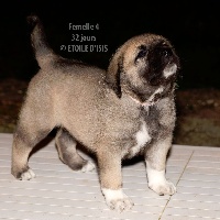 STAR-OF-ISIS IONY KANGAL