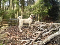 STAR-OF-ISIS IPIKAÏ KANGAL