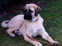 STAR-OF-ISIS IRON KANGAL