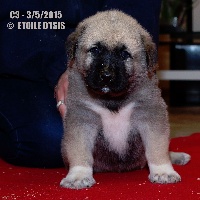 CHIOT 3  LARS