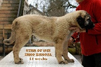 STAR-OF-ISIS IRKO KANGAL