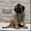 STAR-OF-ISIS IRKO KANGAL