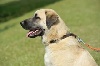 STAR-OF-ISIS IKKE KANGAL