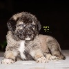 STAR-OF-ISIS IRKO KANGAL