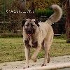 STAR-OF-ISIS ISAR IDEFIX KANGAL