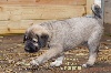 STAR-OF-ISIS IZIA KANGAL