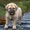 STAR-OF-ISIS IONY KANGAL