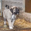 STAR-OF-ISIS IZIA KANGAL