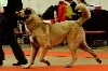 STAR-OF-ISIS ISAR IDEFIX KANGAL