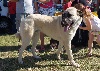 STAR-OF-ISIS IRON KANGAL