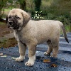 STAR-OF-ISIS IONY KANGAL