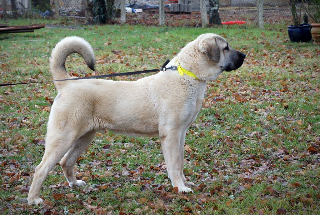 Star of Isis - Chiot disponible  - Berger Kangal