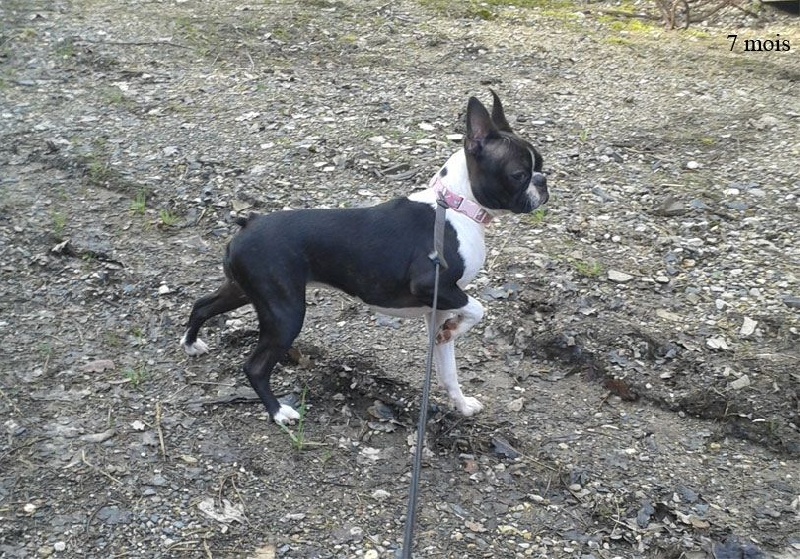 Ivy this is how de Milantosa