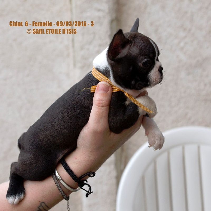 CHIOTS 08-03-2015