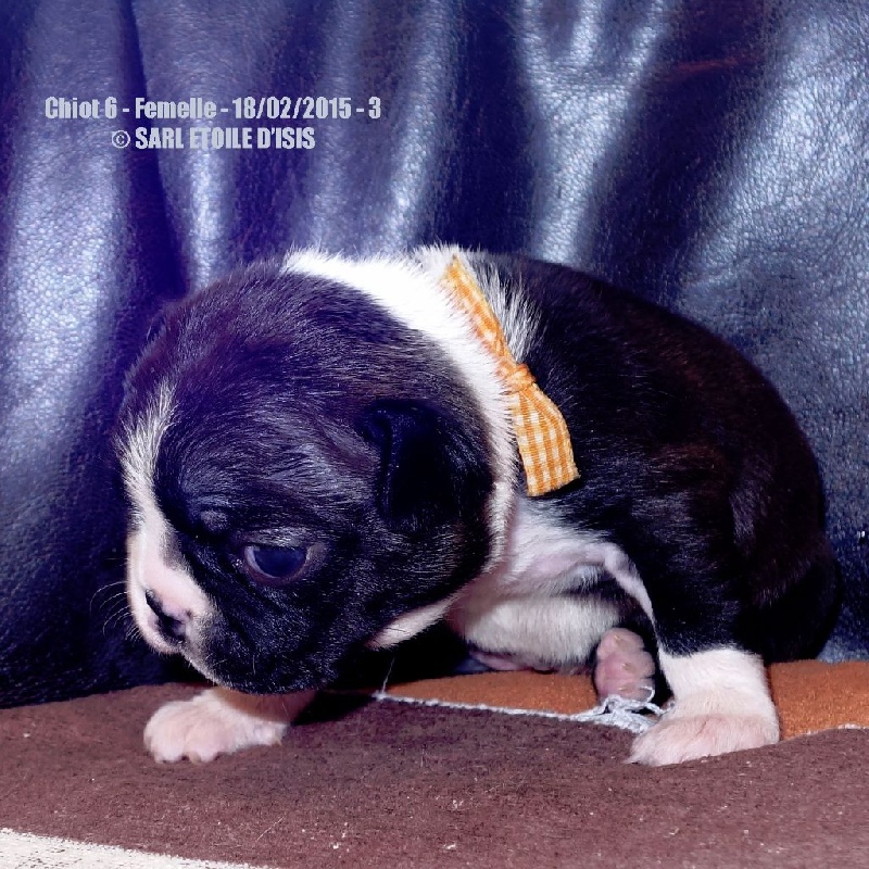 CHIOTS 18/02/2015