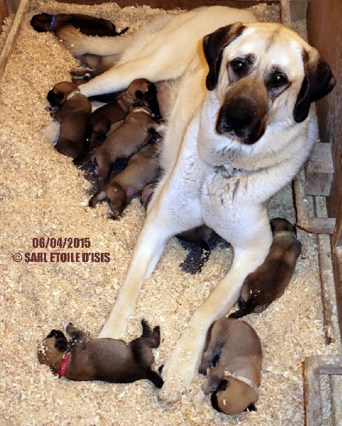 Star of Isis - Berger Kangal - Portée née le 30/03/2015