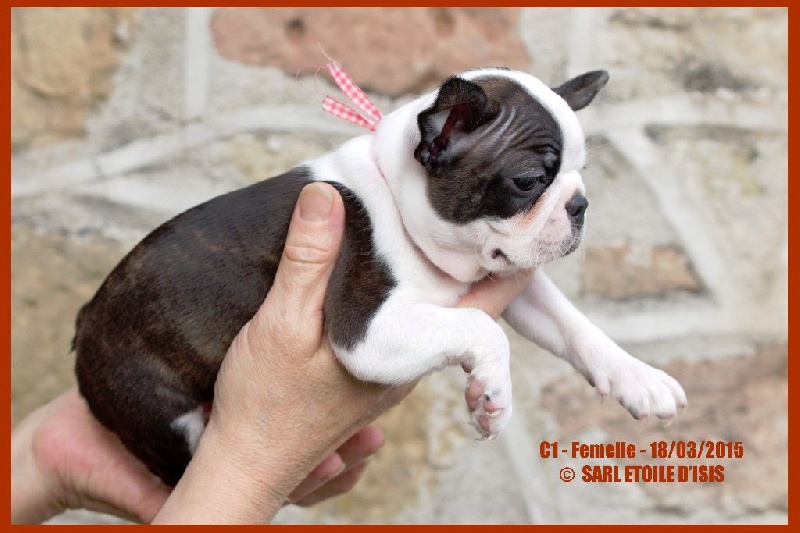 Star of Isis - Boston Terrier - Portée née le 28/01/2015