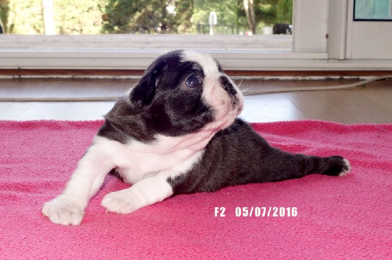 Star of Isis - Boston Terrier - Portée née le 11/06/2016