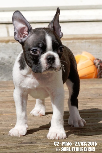 Star of Isis - Boston Terrier - Portée née le 28/01/2015