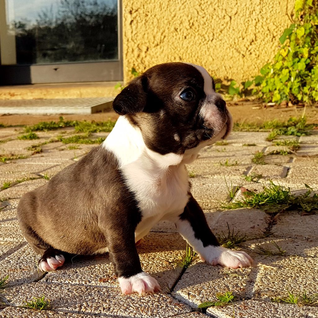 Star of Isis - Boston Terrier - Portée née le 25/09/2017